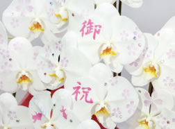 【御祝】文字/無料