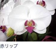 赤リップ