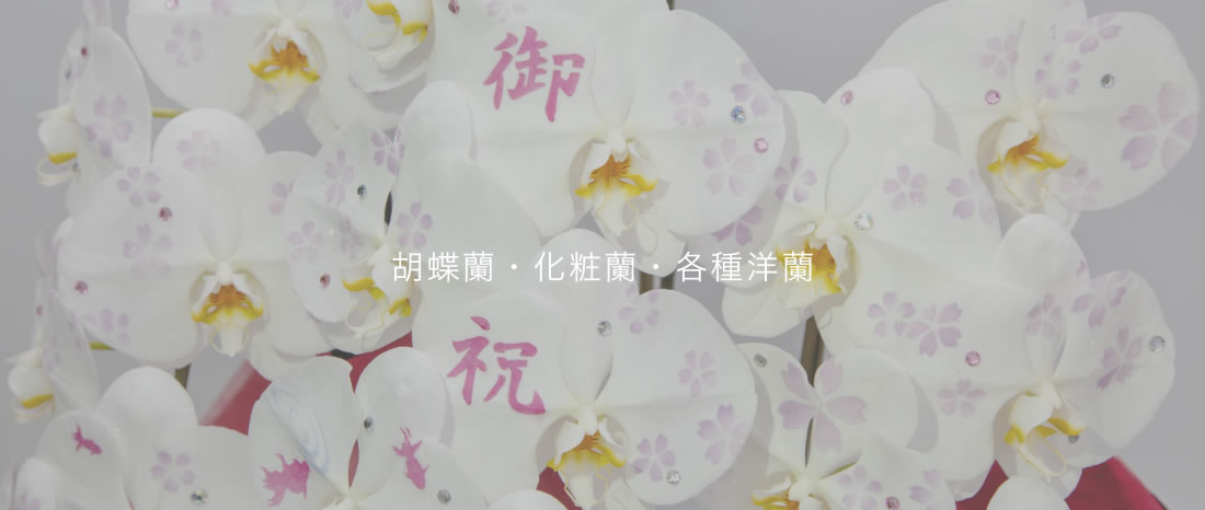胡蝶蘭・化粧蘭・各種洋蘭