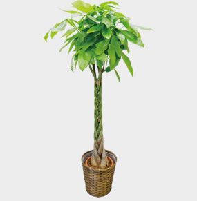 観葉植物