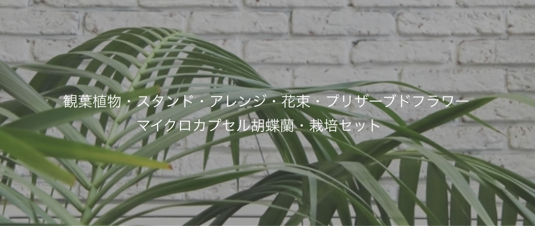 観葉植物・スタンド・アレンジ・花束・プリザーブドフラワー・その他