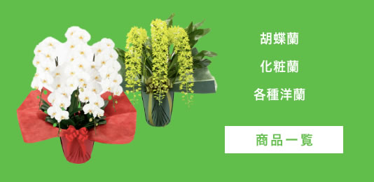 胡蝶蘭・化粧蘭・洋蘭種