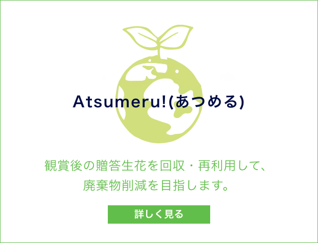 胡蝶蘭・化粧蘭・洋蘭種の通販｜newgin group（ニューギングループ）