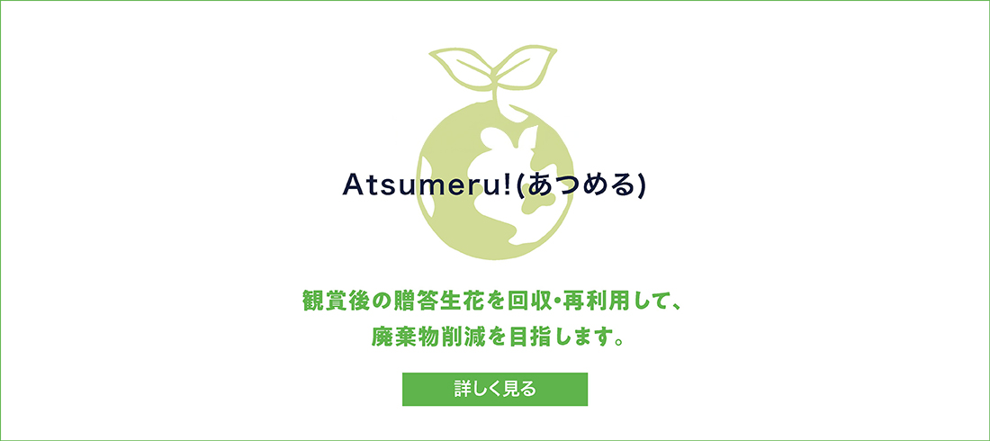 胡蝶蘭・化粧蘭・洋蘭種の通販｜newgin group（ニューギングループ）
