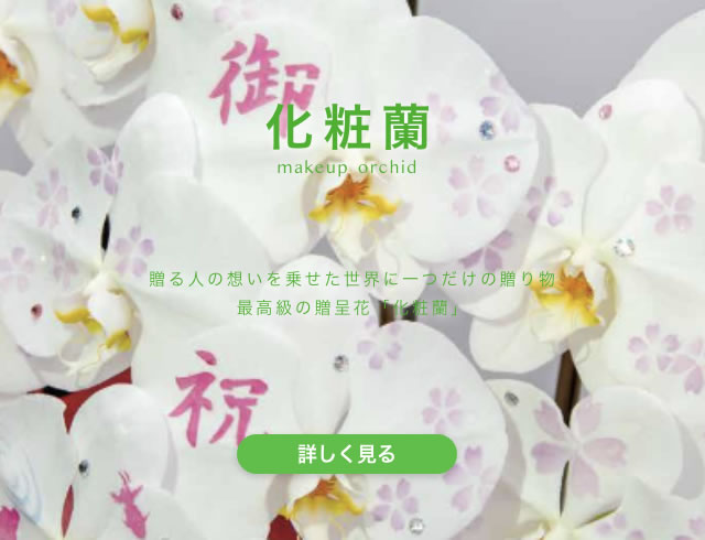 胡蝶蘭・化粧蘭・洋蘭種の通販｜newgin group（ニューギングループ）