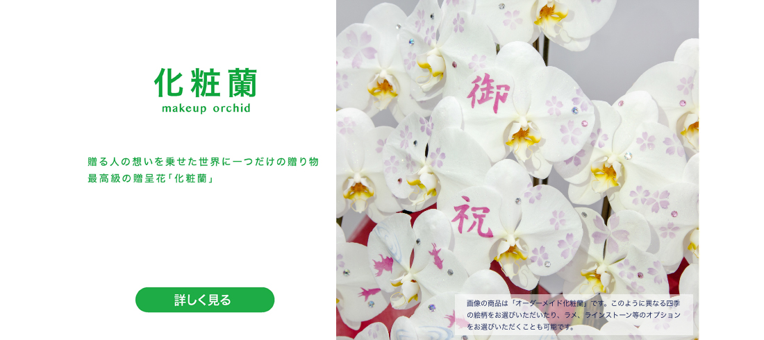 胡蝶蘭・化粧蘭・洋蘭種の通販｜newgin group（ニューギングループ）